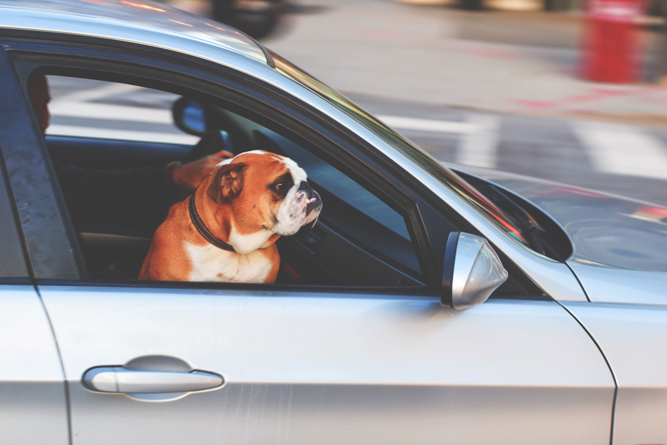 English Bulldog looking out of a car window during a summer drive