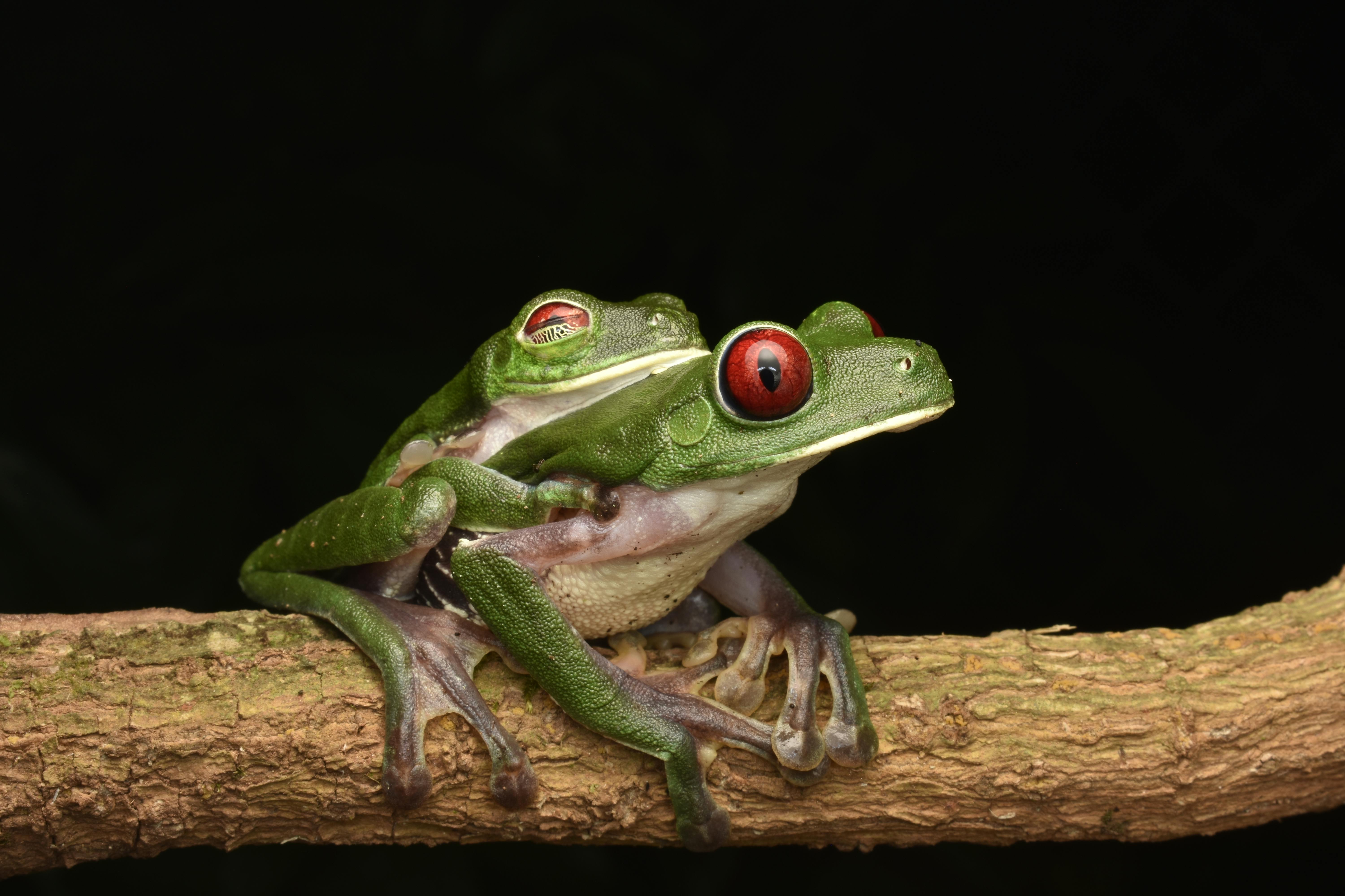 red eyed tree frogs