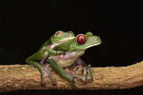 Two red eyed tree frogs sitting on a branch