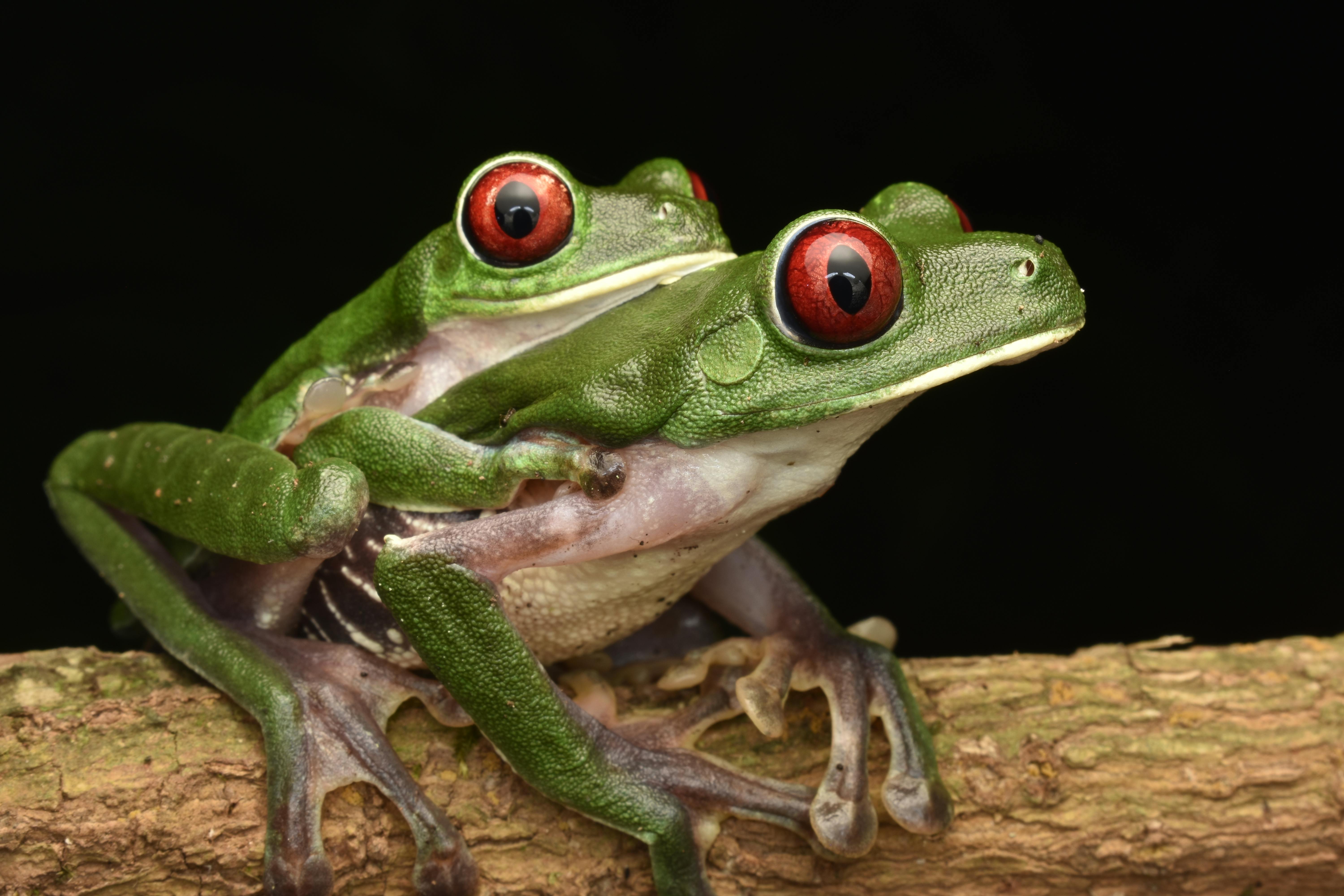 red eyed tree frogs on branch