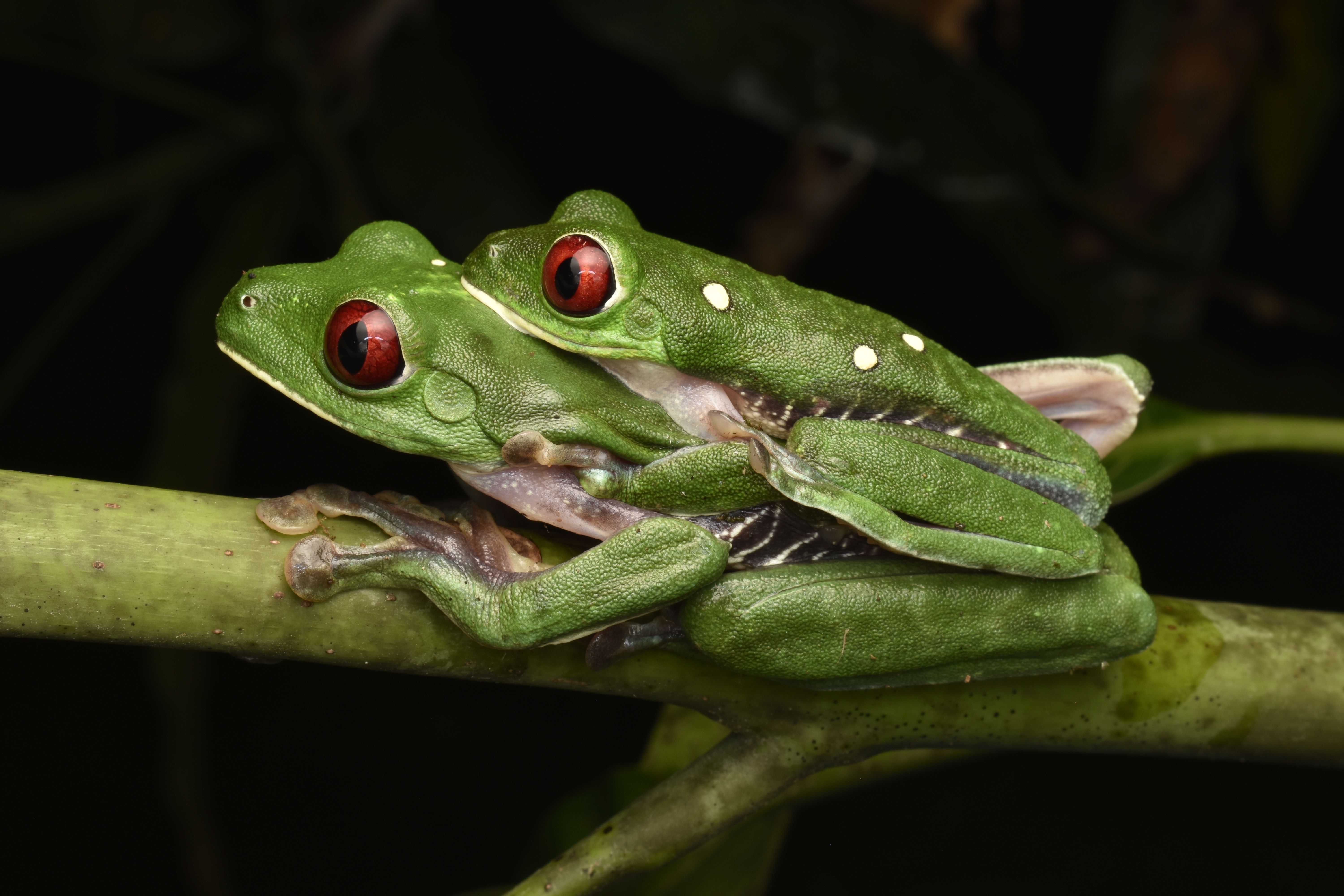 Red-eyed Tree Frogs on Stem · Free Stock Photo