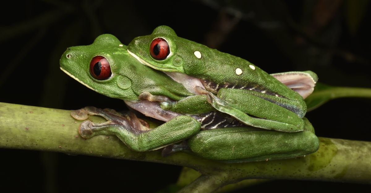 Frog Red Color Red-eyed Tree Frogs on Stem · Free Stock Photo