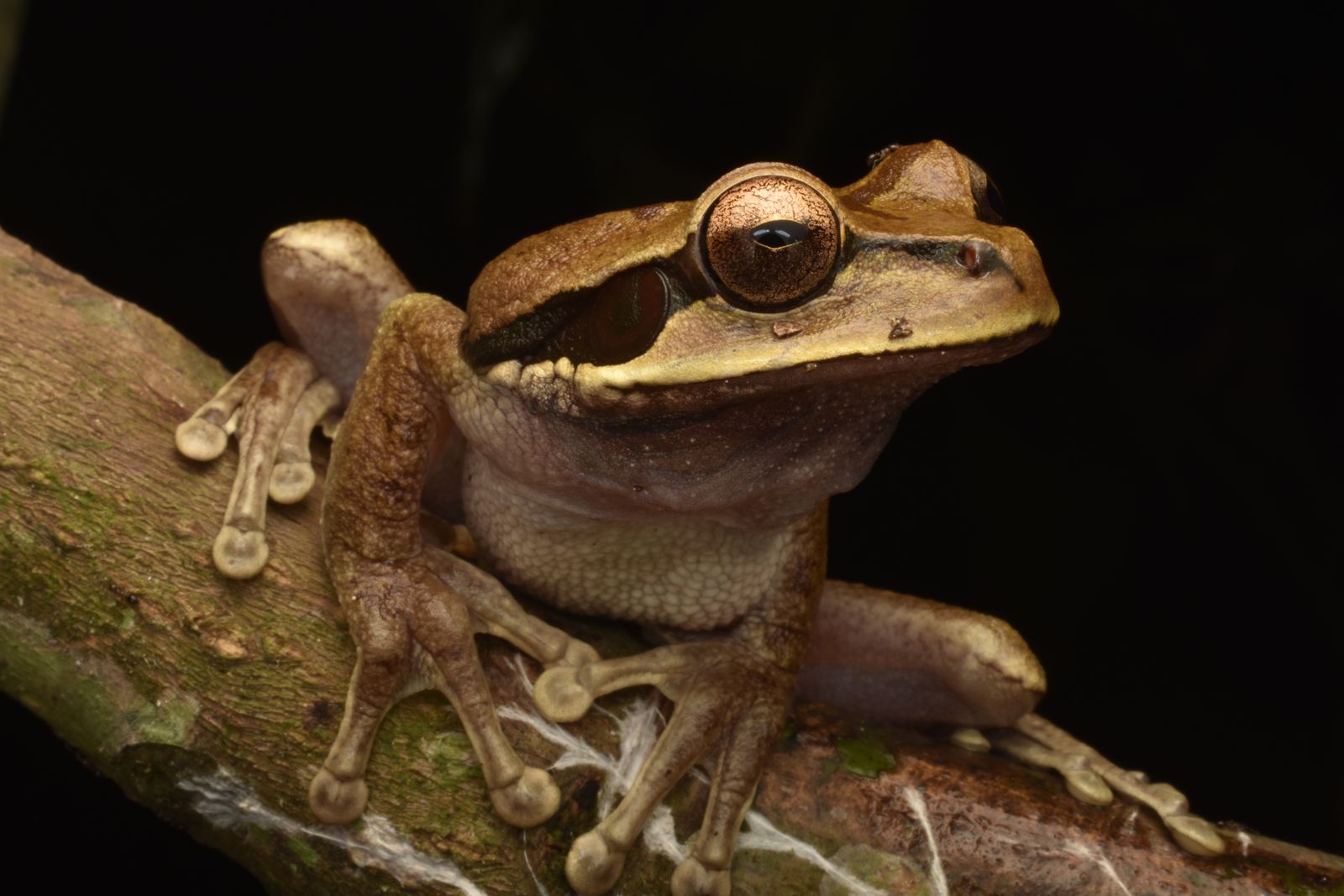 Frog Images Photos Download The BEST Free Frog Images Stock Photos Frog images photos download the best free frog images stock photos