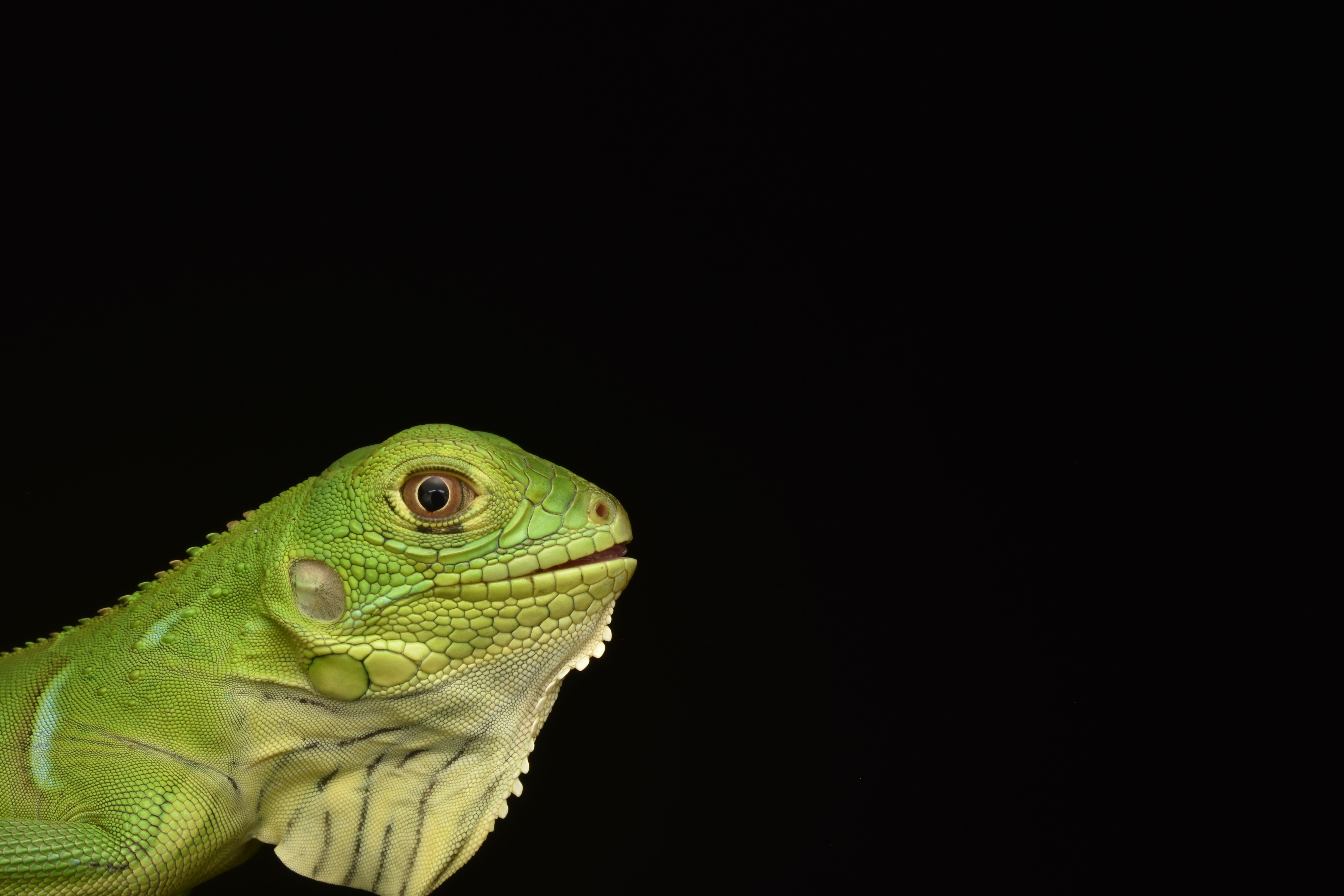 Did lizards evolve from amphibians? - The Institute for Environmental ...