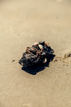 Barnacle-covered driftwood on a sunny beach, highlighting coastal marine life.