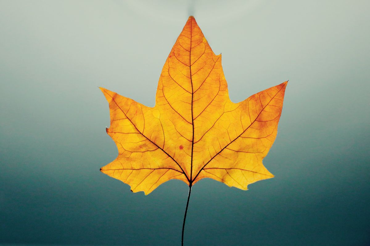 Single autumn leaf detail — Ironwood Tree Co. tree health inspection service