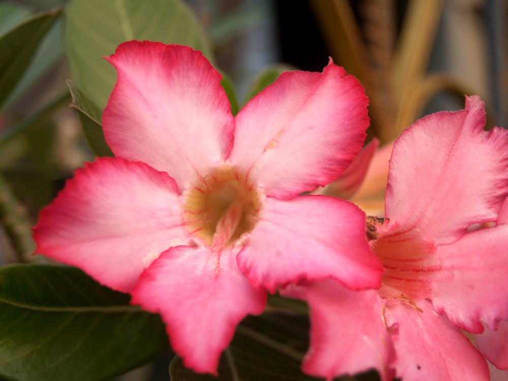 Macro Photo of Pink Flowers Beside Each Other