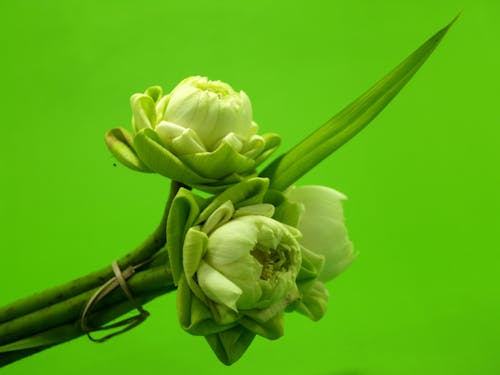 Close-up Photography of White Lotus Flower Buds