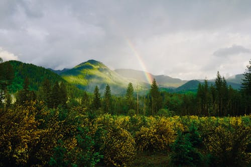Free Pepohonan Dan Pegunungan Di Bawah Langit Kelabu Stock Photo