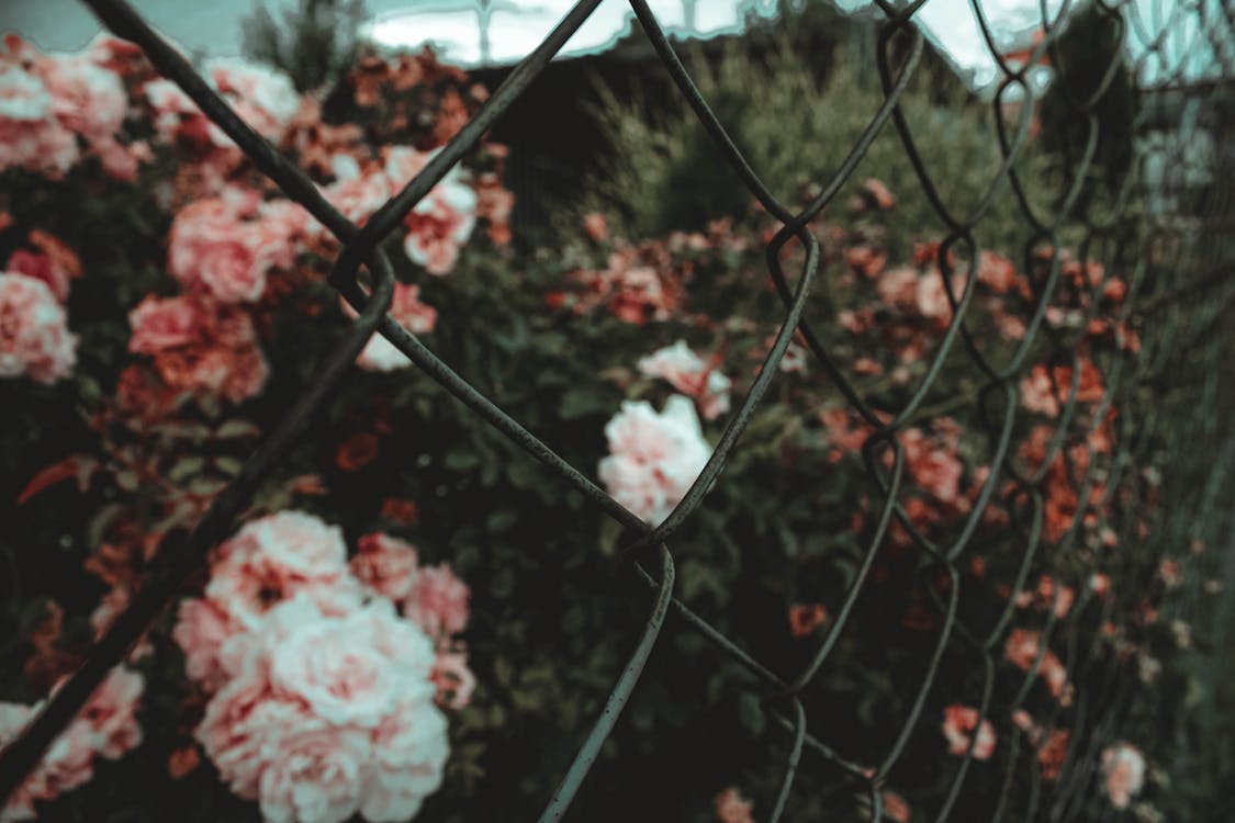 Free Garden Roses Behind Chain Link Fence Stock Photo