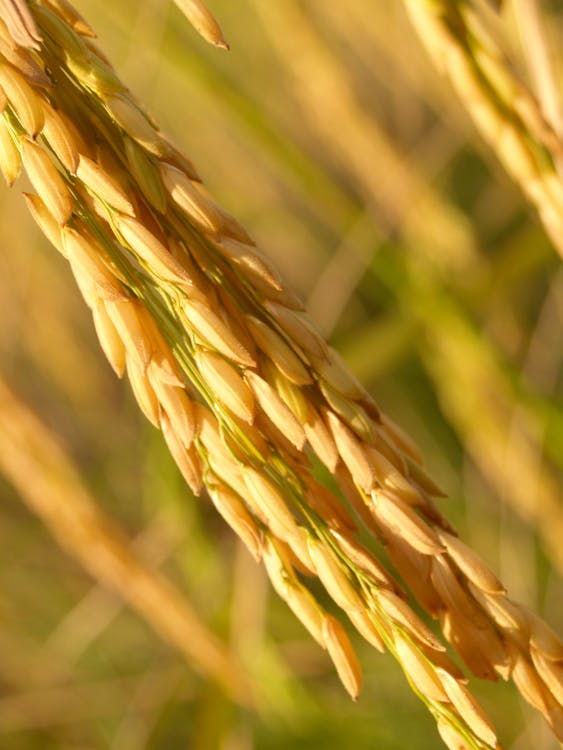 Gratis Foto stok gratis agrikultura, alam, barley Foto Stok