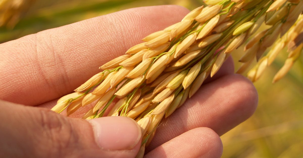 Hình ảnh thu hoạch và chế biến lúa