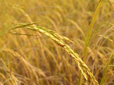 Detailed close-up of golden ripe rice crop in a rural field during harvest season.