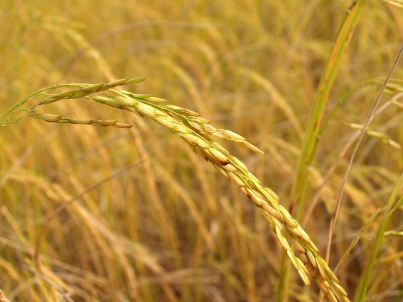 Close-up of golden ripe rice grains in a field during harvest season