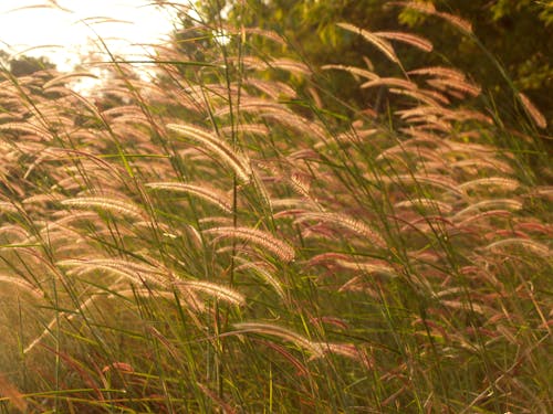 Field of Catail Plants