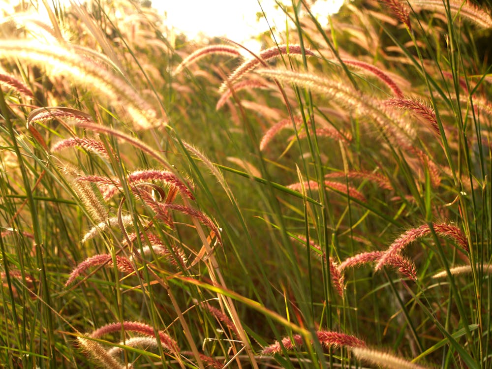 乾草地, 光, 增長 的 免费素材图片