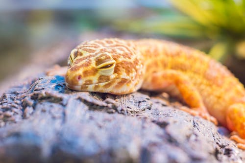 Lézard Jaune Sur Pierre Grise