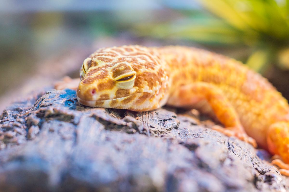 Leopard Gecko Yiyor Ama Zayıflıyor: Cryptosporidium, Isı ve Beslenme Nedenleri - Görsel 2