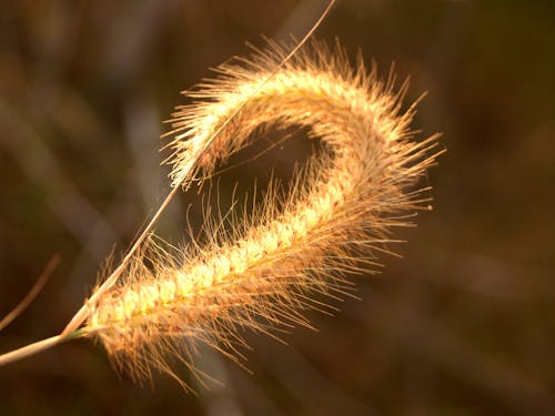 Free Selective Focus Photography of Beige Fountain Grass Stock Photo