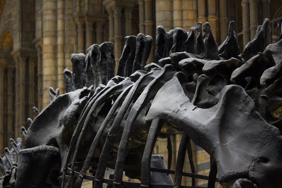 Close-up of dinosaur fossil bones displayed in a historical indoor museum setting
