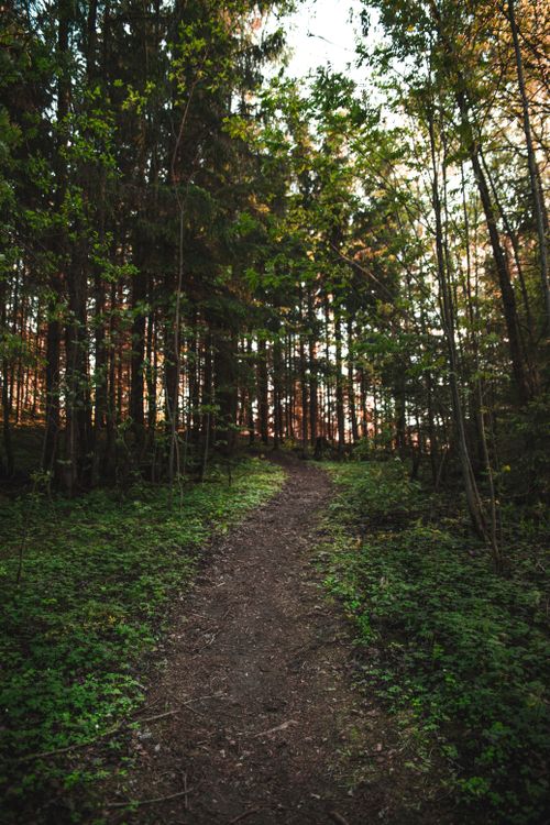 Free A tranquil forest trail leading through lush green woods in Sørumsand, Akershus, Norway. Stock Photo