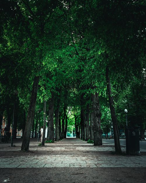 Free A beautiful tree-lined pathway in a park in Oslo, creating a natural tunnel effect. Stock Photo