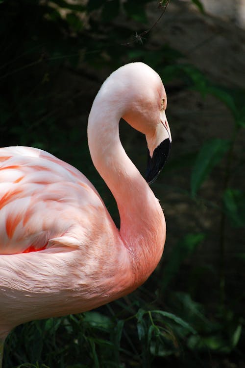 Free Flamingo  Stock Photo