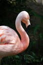 特写镜头中，自然环境里的粉红色火烈鸟姿态优雅，羽毛充满活力