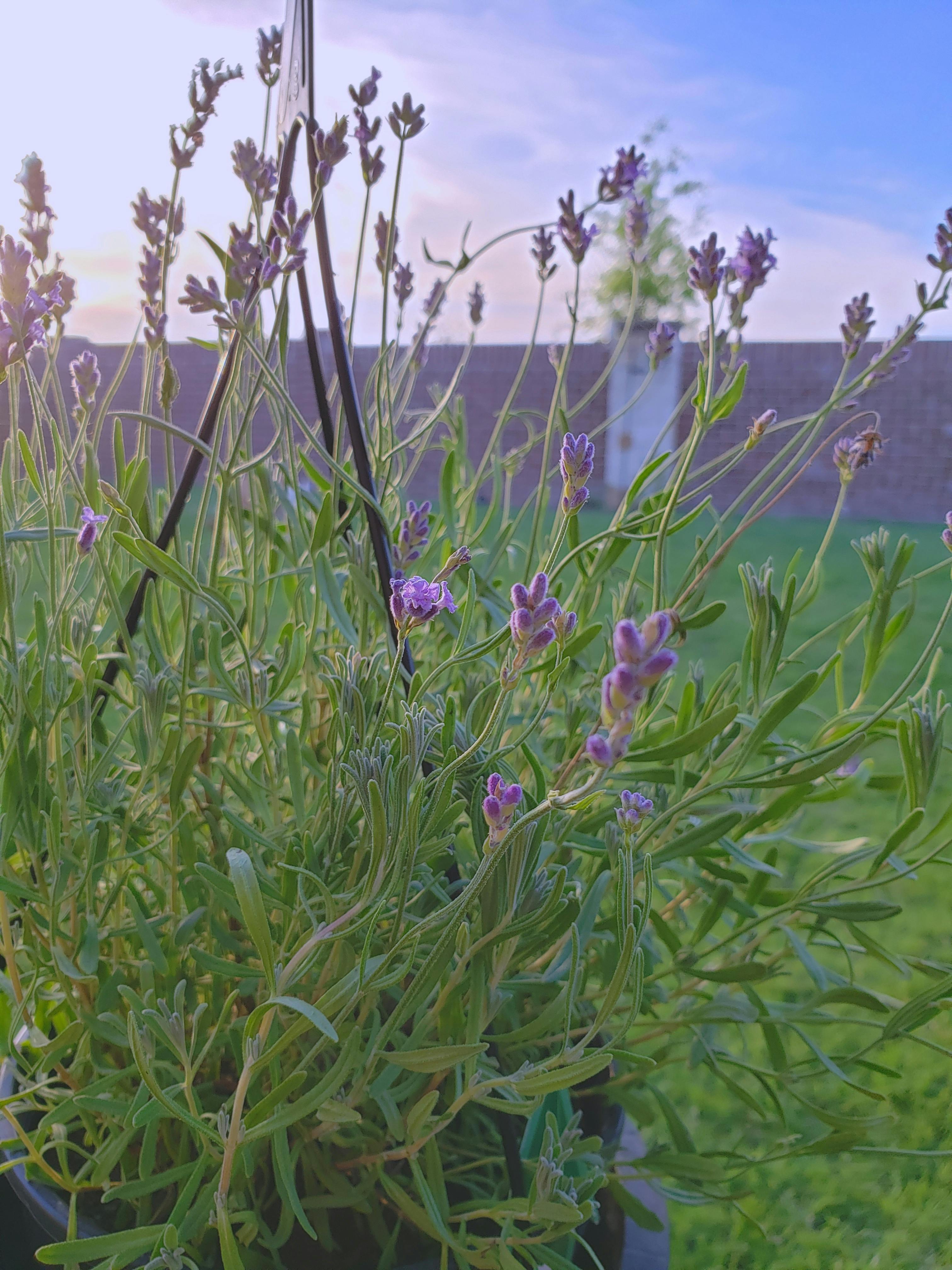 Free stock photo of blooming lavender, english lavender, lavender