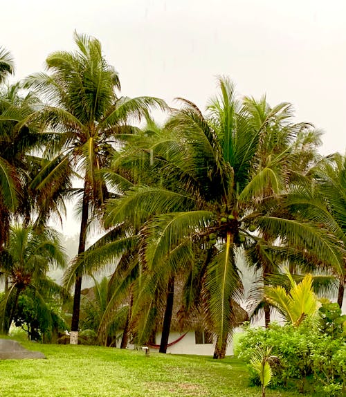 Foto profissional grátis de beleza natural, palmas