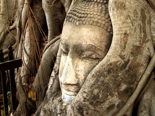 Ilmainen kuvapankkikuva tunnisteilla aasialainen, ayutthaya, buddha