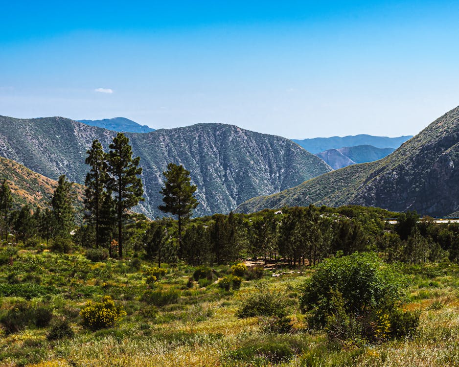 Trees And Mountains