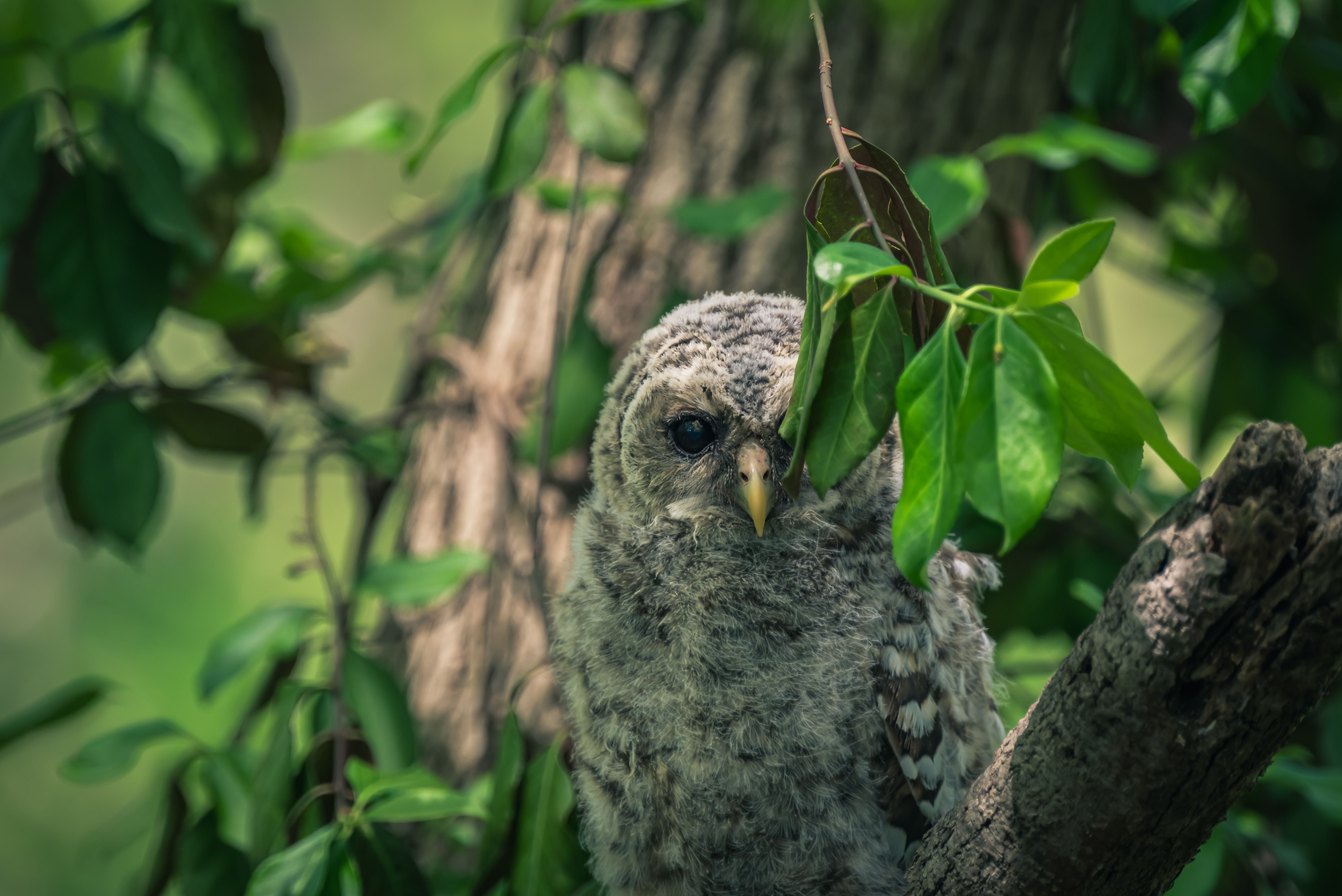 A fluffy owl resting on a tree branch surrounded by vibrant green leaves, showcasing wildlife charm.