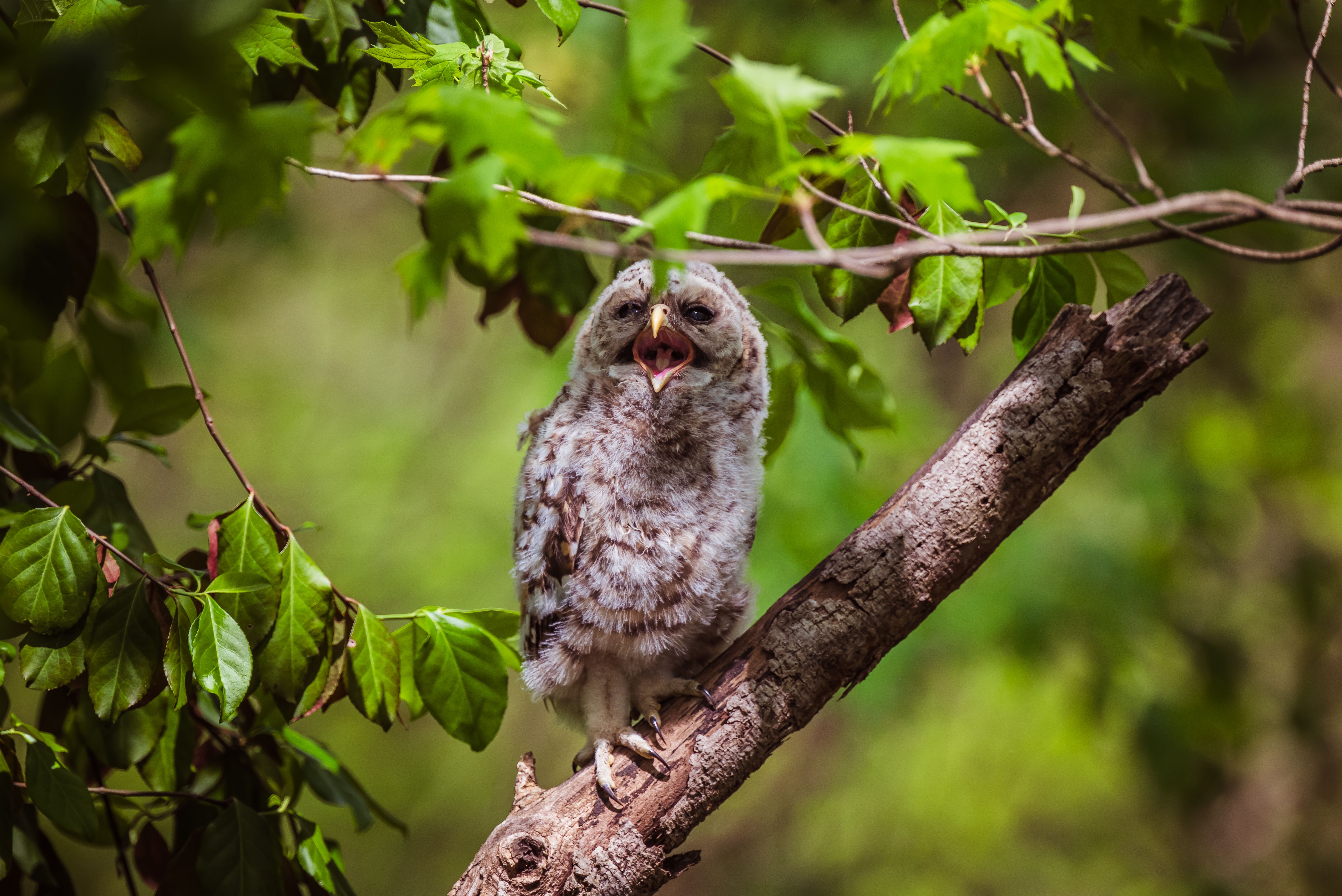 Young Raptor Photos, Download The BEST Free Young Raptor Stock Photos ...