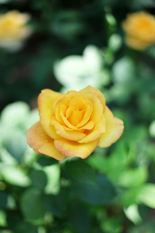Blooming Yellow Rose in the Summer Garden