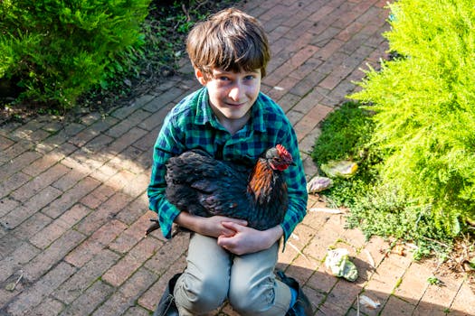 james and his favourite chook