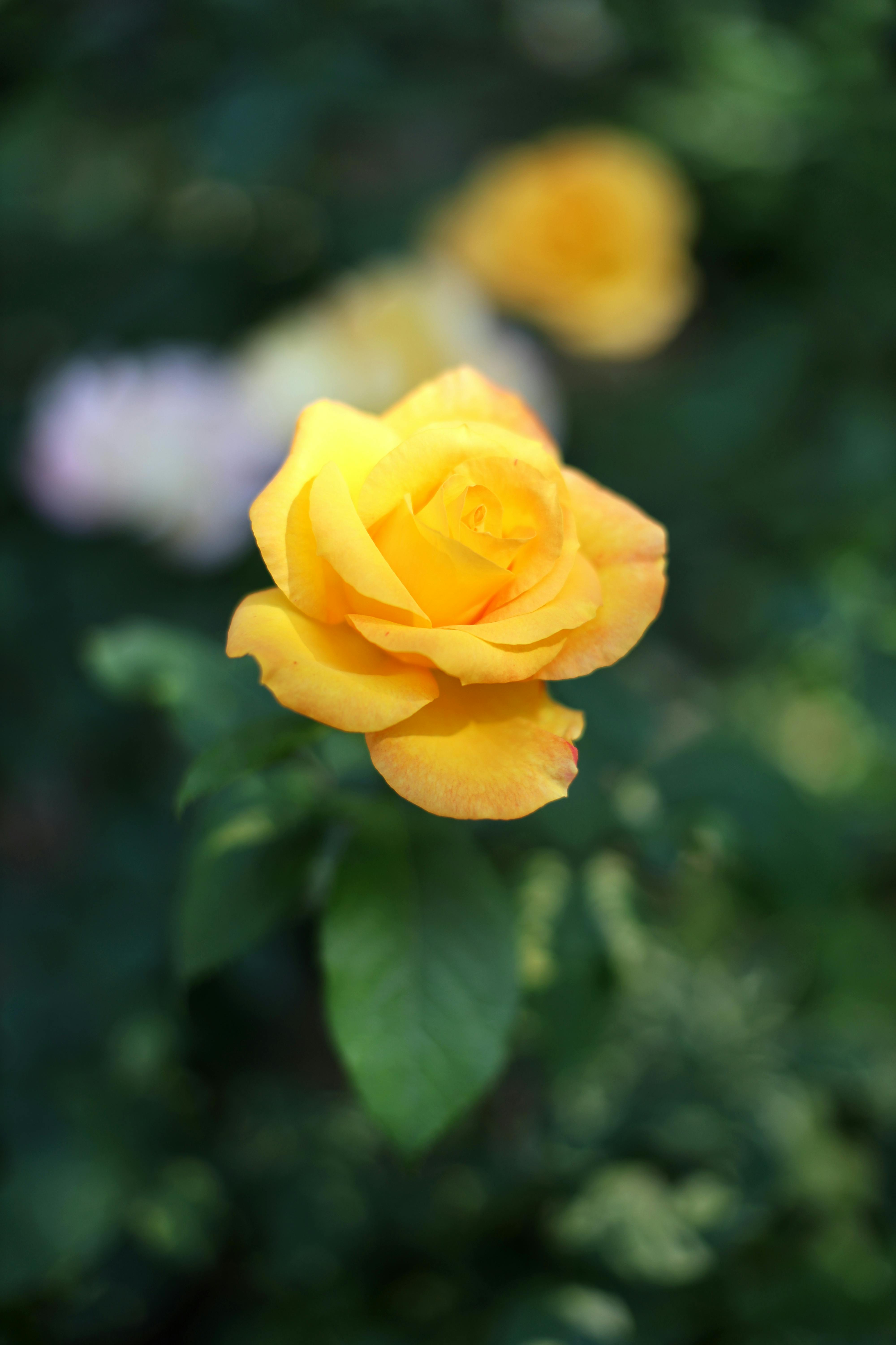 Close-up of a bright yellow rose in a garden with a blurred background, capturing nature's beauty.