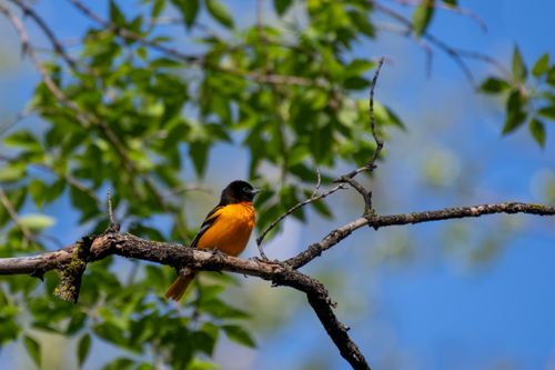 Free A stunning Baltimore Oriole captured on a branch with a vibrant blue sky backdrop. Stock Photo