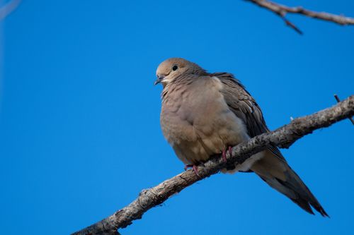 Free A single mourning dove sitting on a tree branch against a clear blue sky, showcasing natural beauty. Stock Photo