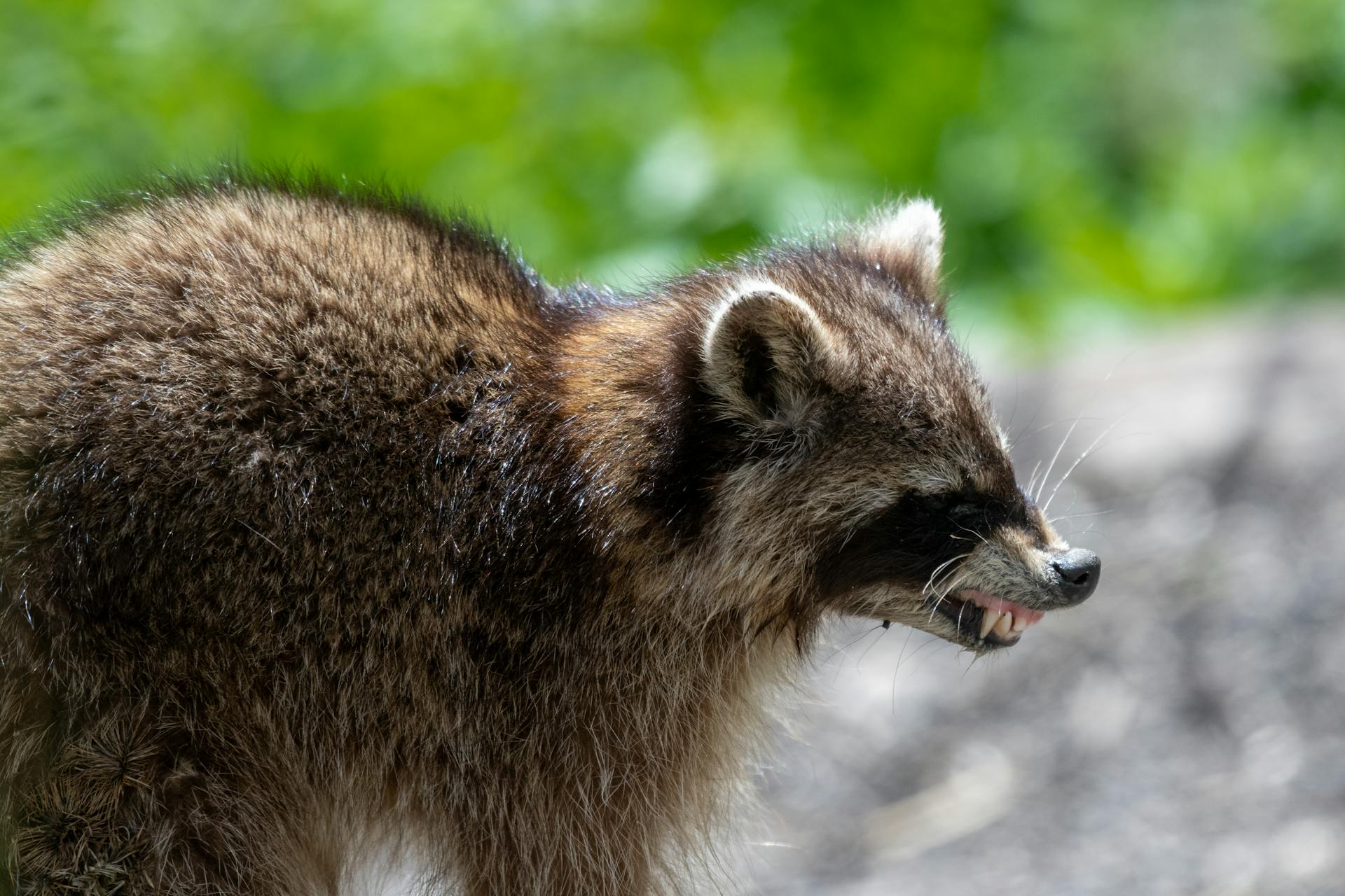 Bristling Raccoon Showing its Teeth