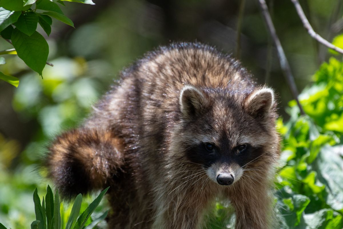 Wi Brown Racoon Brown and Black Raccoon in Close Up Photography · Free Stock Photo