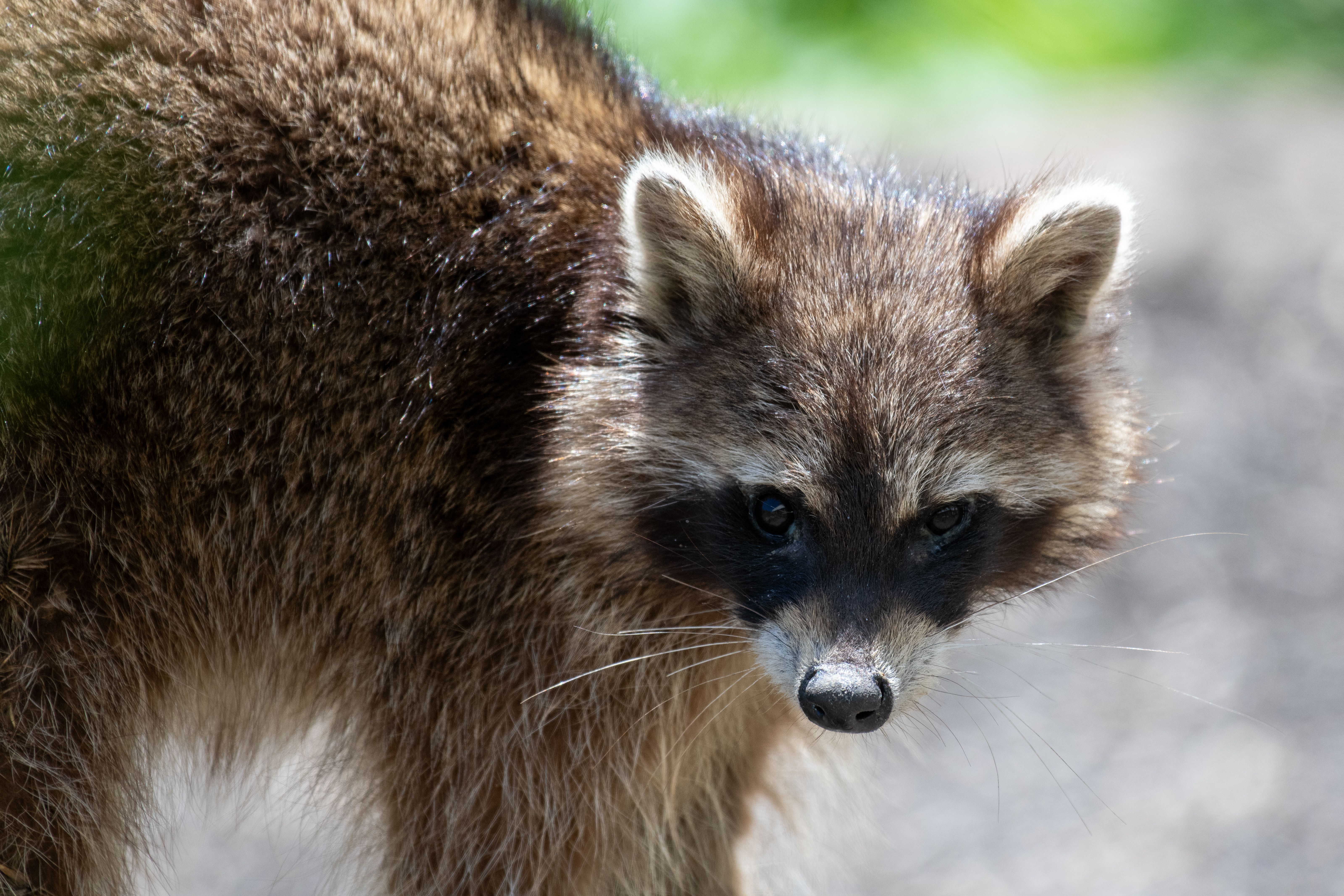 looks like raccoon but