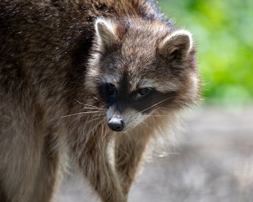 Free stock photo of baby raccoon, forest animal, forest creature