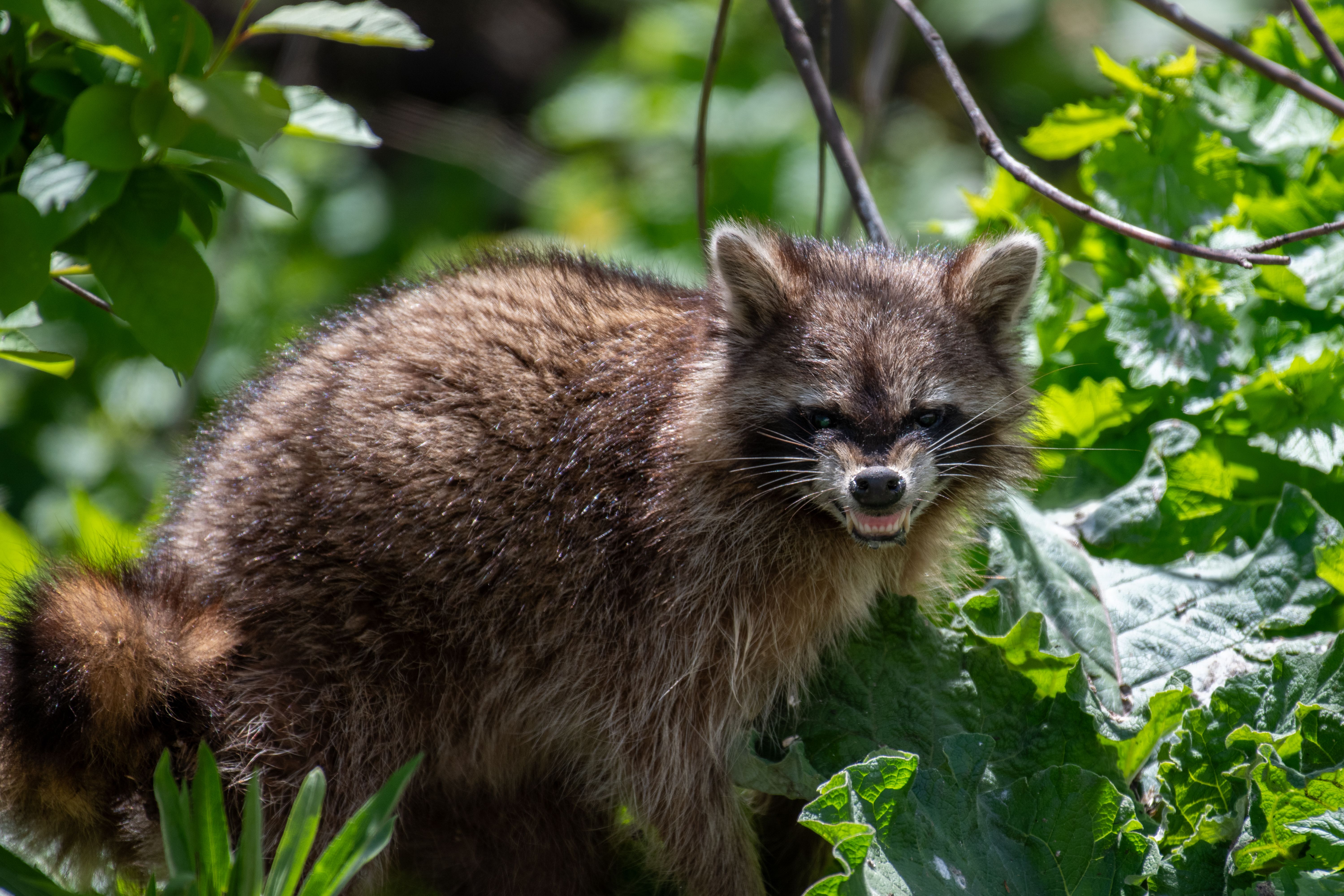 A raccoon showing its teeth surrounded by lush greenery, captured in a wildlife setting.