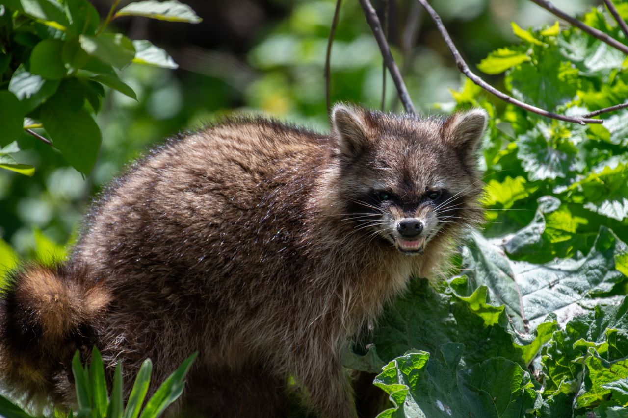 a raccoon showing its teeth surrounded by lush greenery captured in a