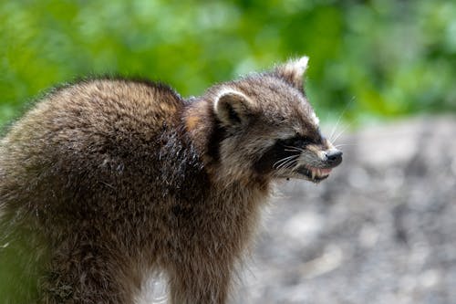 Free stock photo of baby raccoon, forest animal, forest creature