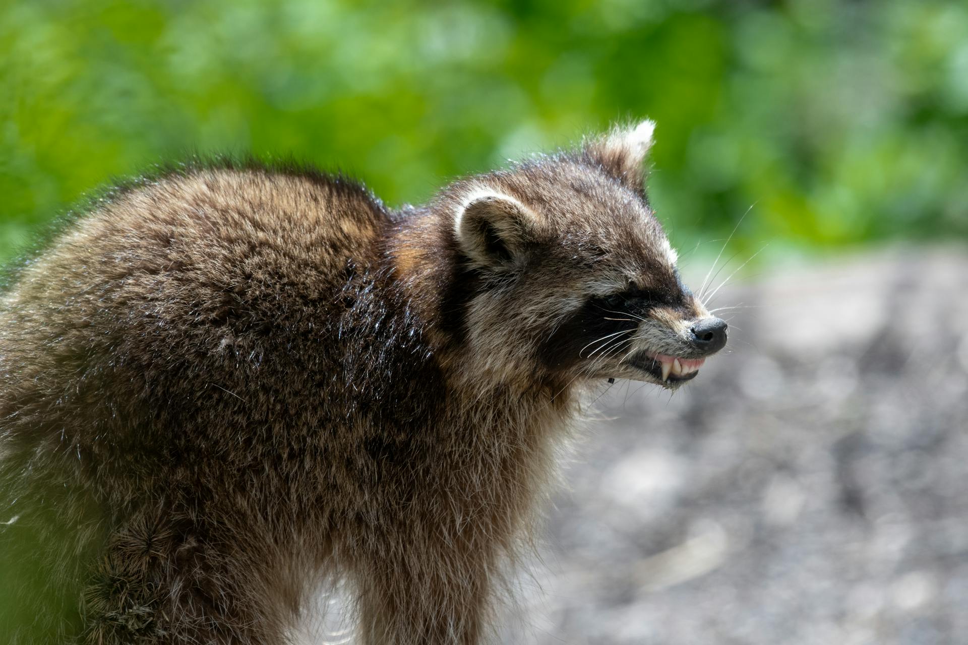 Scared Bristling Raccoon