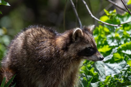 Free stock photo of baby raccoon, forest animal, forest creature