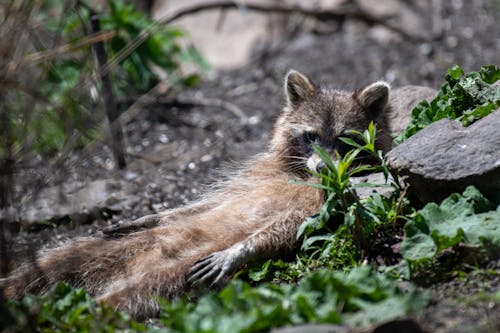 Free stock photo of baby raccoon, forest animal, forest creature