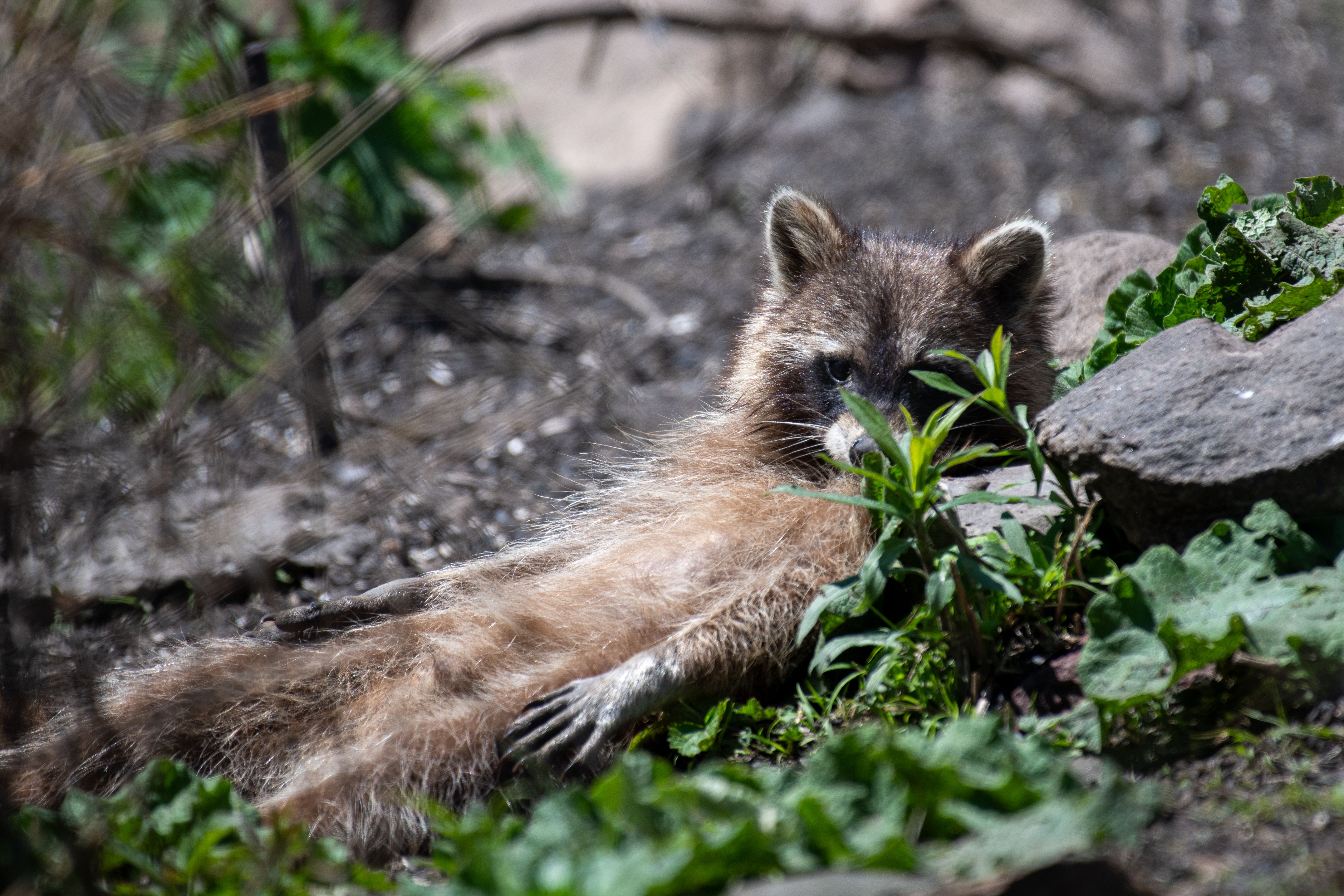A raccoon laying on the ground in the grass · Free Stock Photo